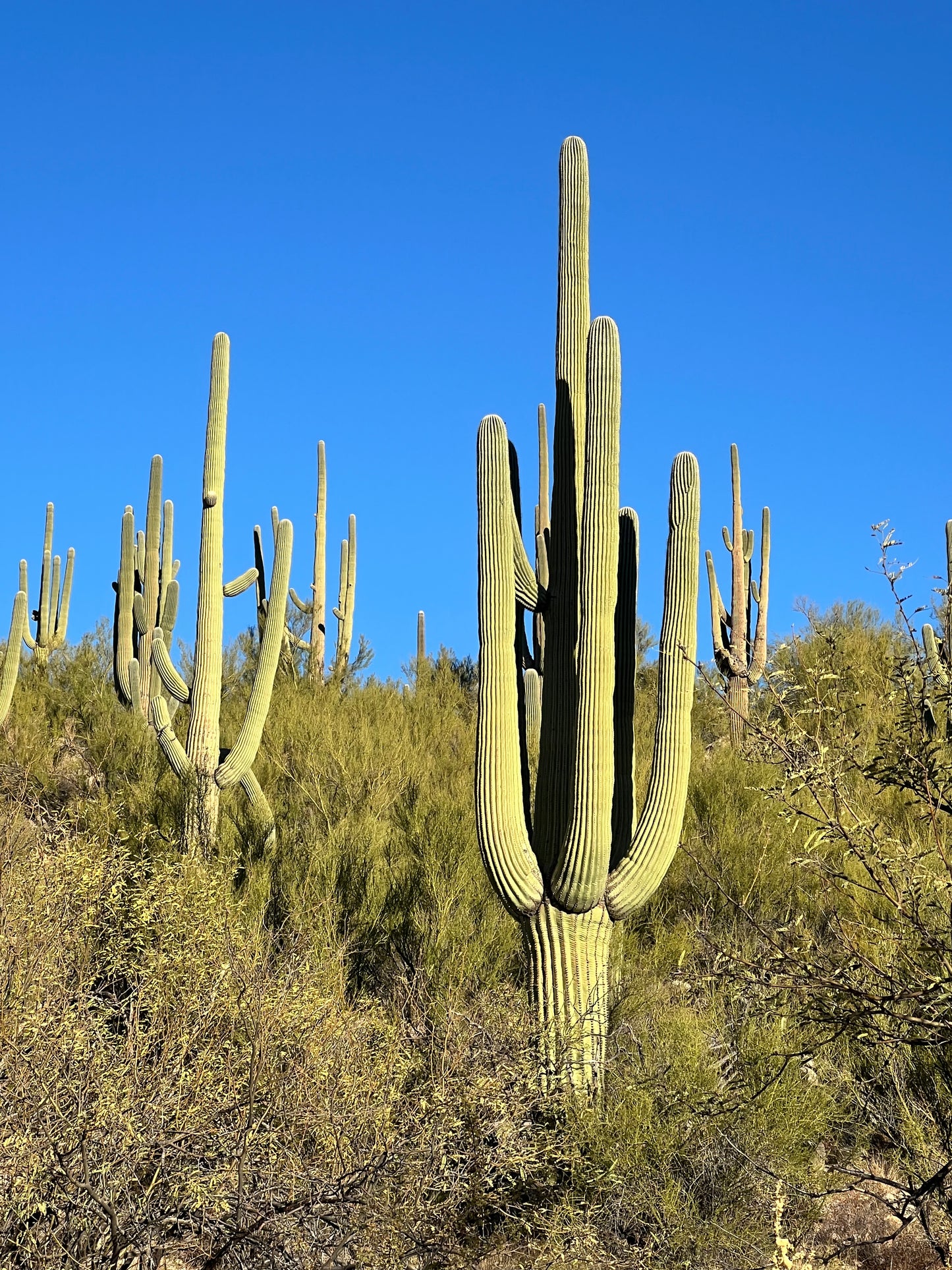 Saguaro Hwy Soy Candle Agave/Orange/Patch, Sea Salt