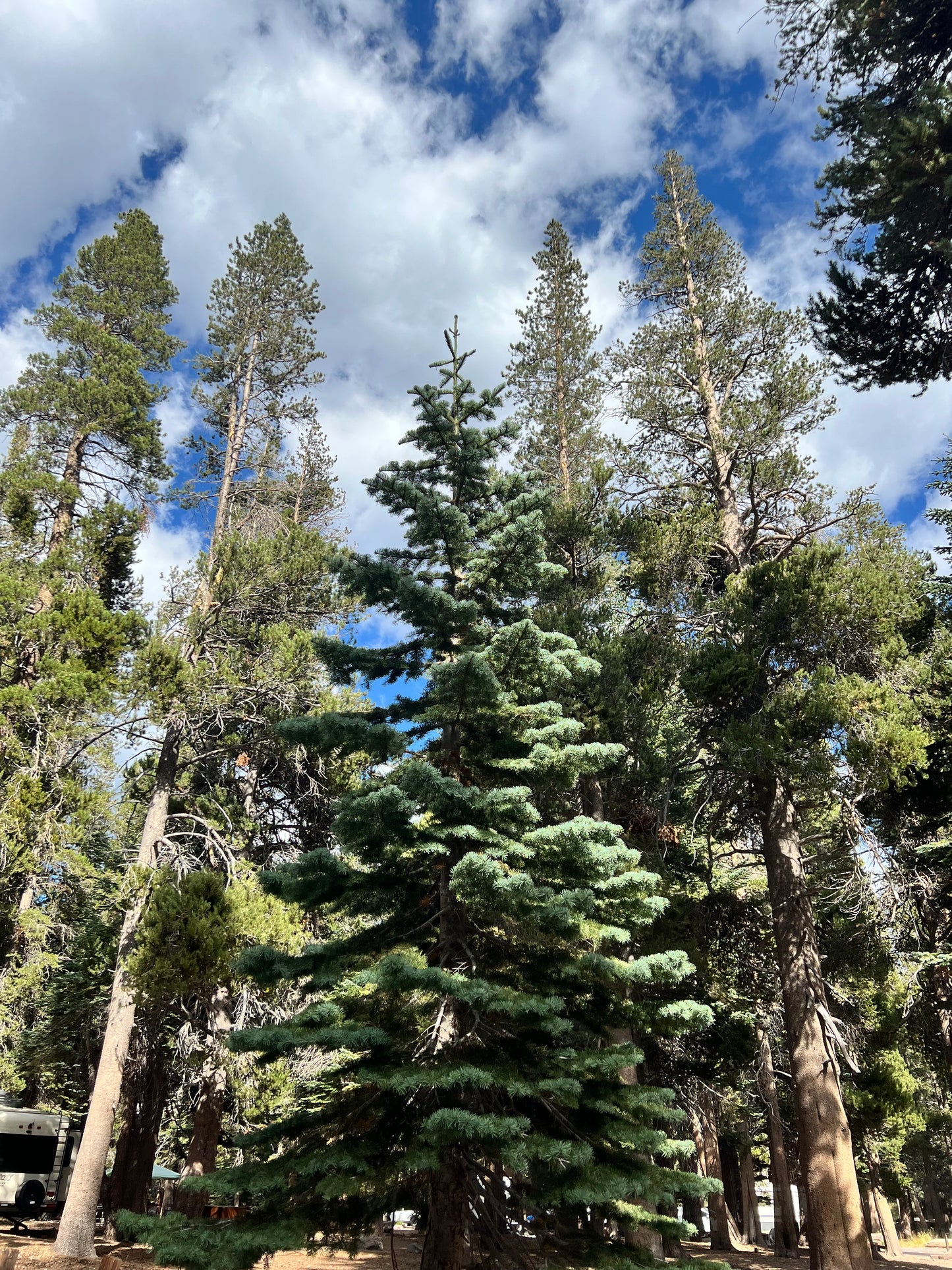 Sedona Woods Soy Wax Candle Palo Santo/Moss/Pine/Sandalwood