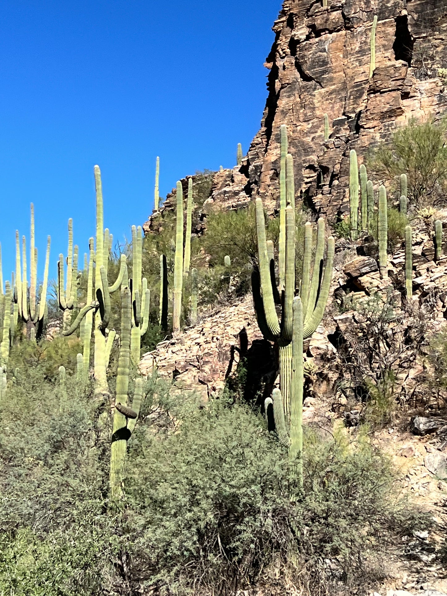 Saguaro Hwy Soy Candle Agave/Orange/Patch, Sea Salt