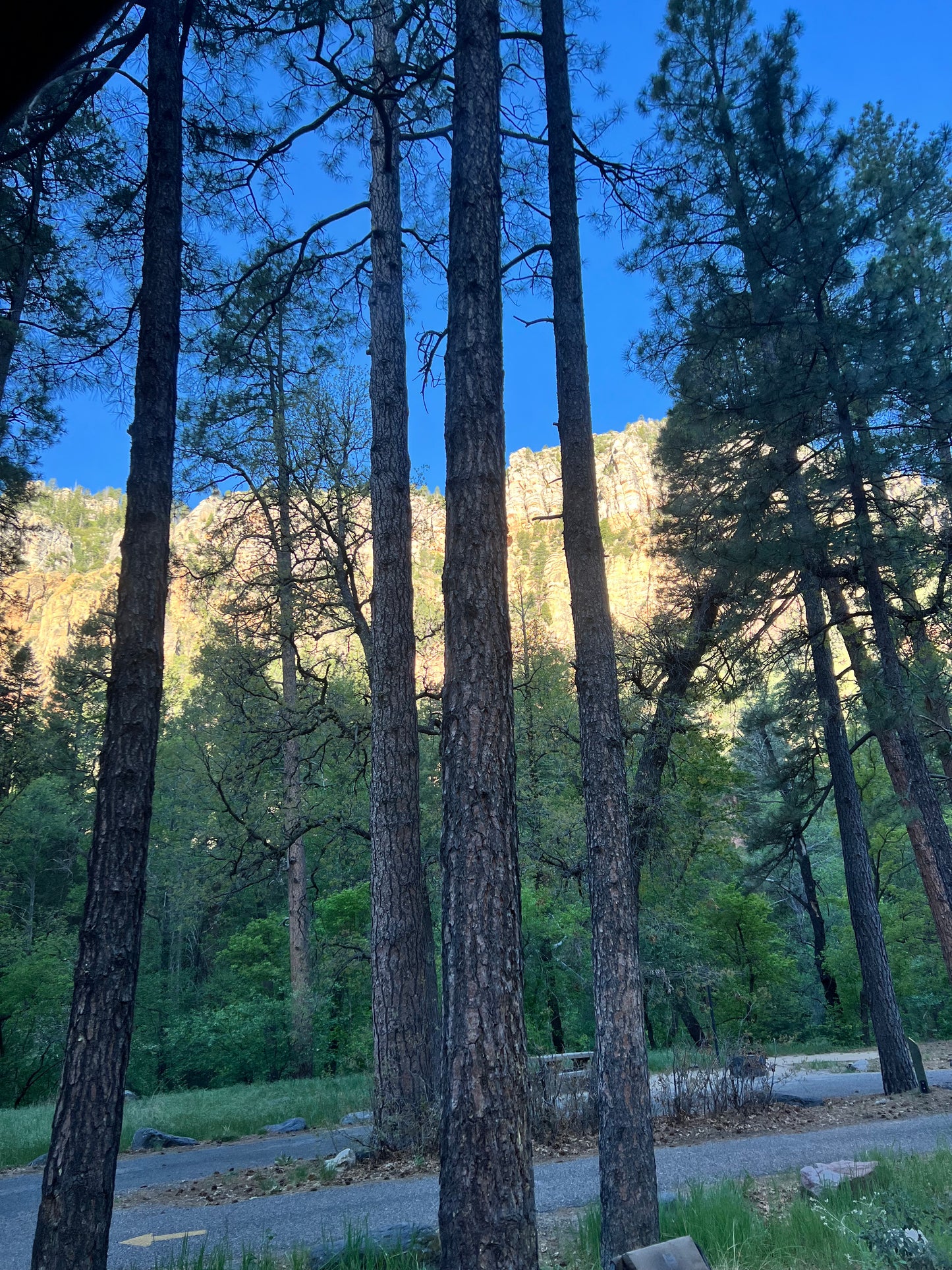 Sedona Woods Soy Wax Candle Palo Santo/Moss/Pine/Sandalwood