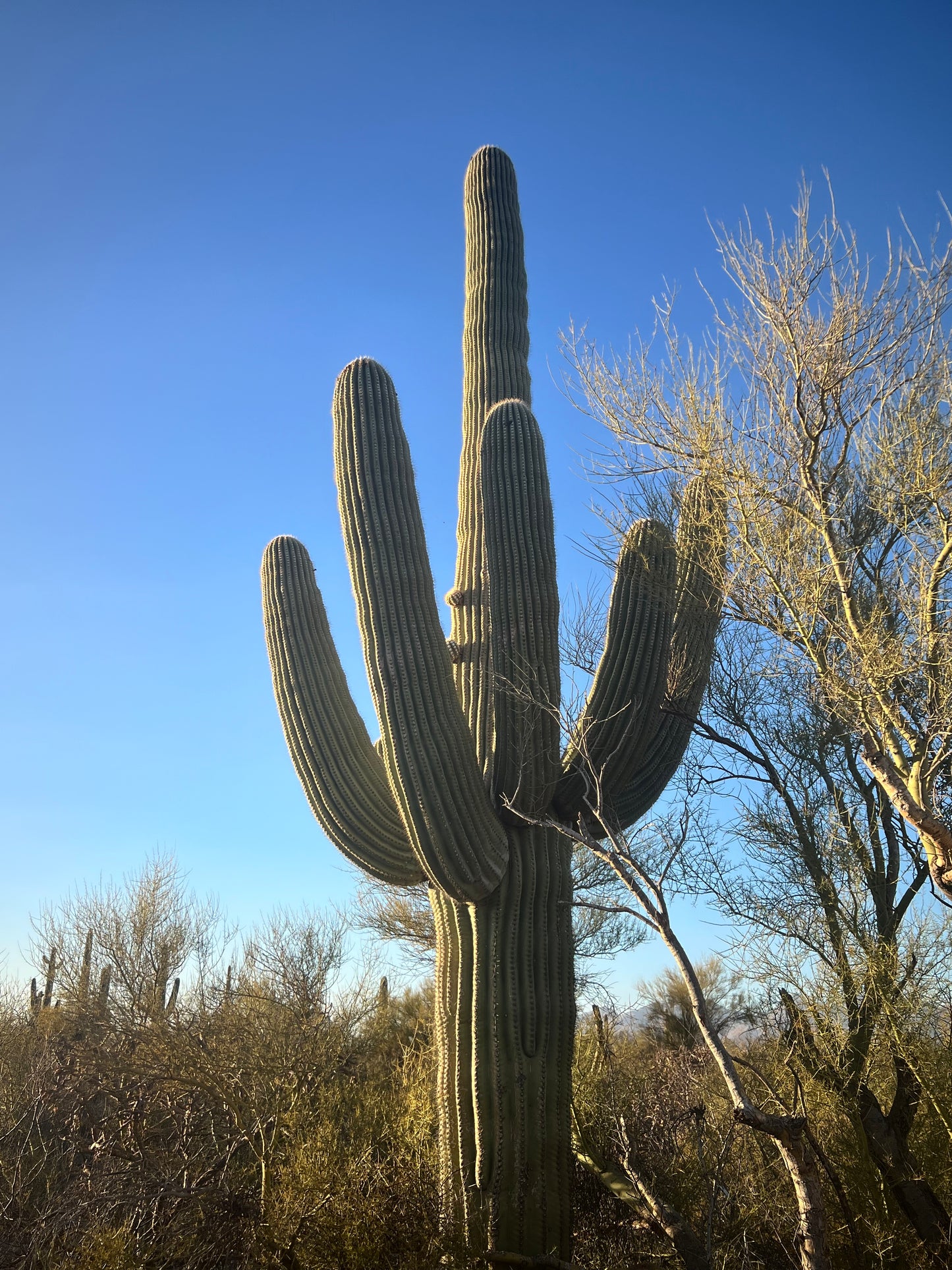 Saguaro Hwy Soy Candle Agave/Orange/Patch, Sea Salt