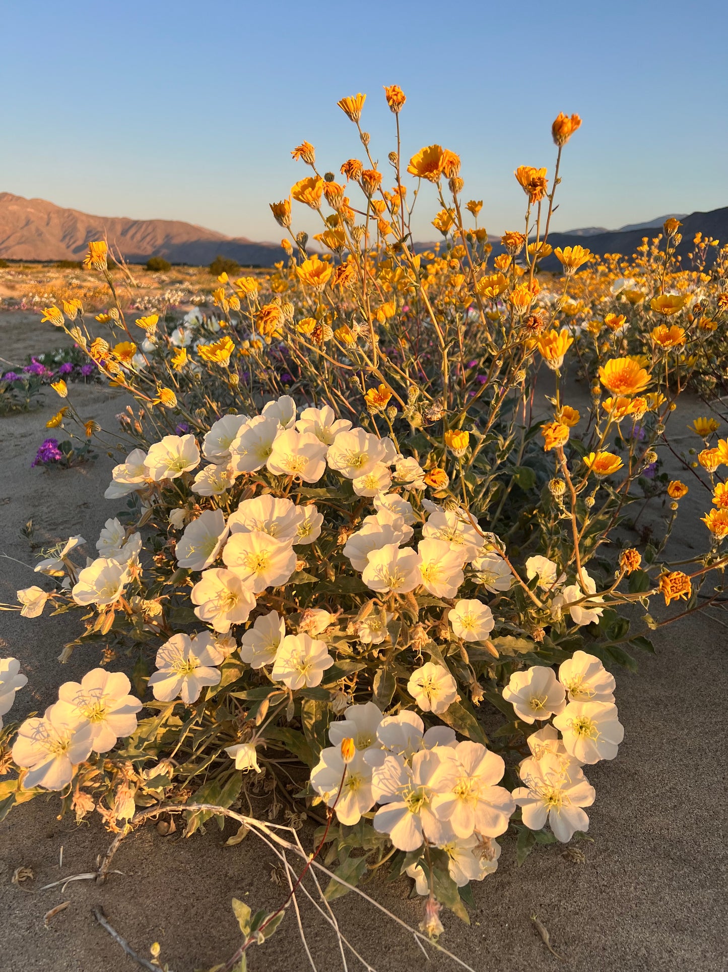 SuperBloom Soy Wax Candle Jasmine/Honeysuckle/Lemon